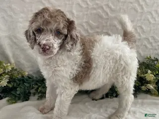 Standard Poodle dogs Kimber- genetic clear - Ad 32