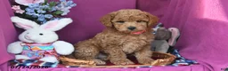 Mini Goldendoodle dogs for sale: Chase - Ad 3