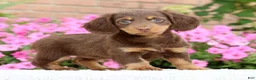 Miniature Dachshund dogs for sale: Daisy - Ad 3