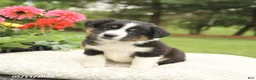 Miniature Australian Shepherd dogs for sale: Sheldon - Ad 2