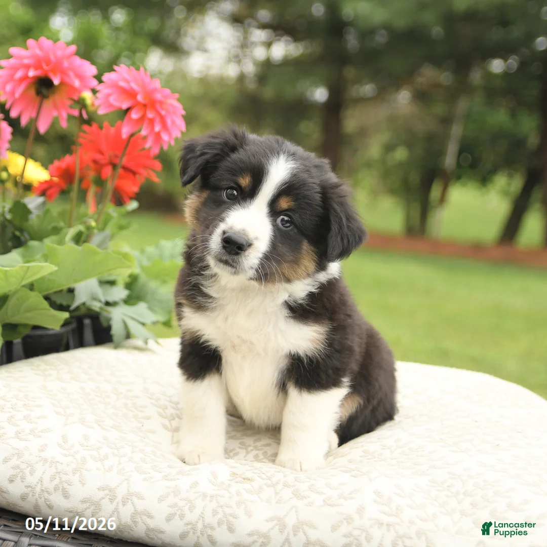 Miniature Australian Shepherd dogs for sale: Sheldon - Ad 2