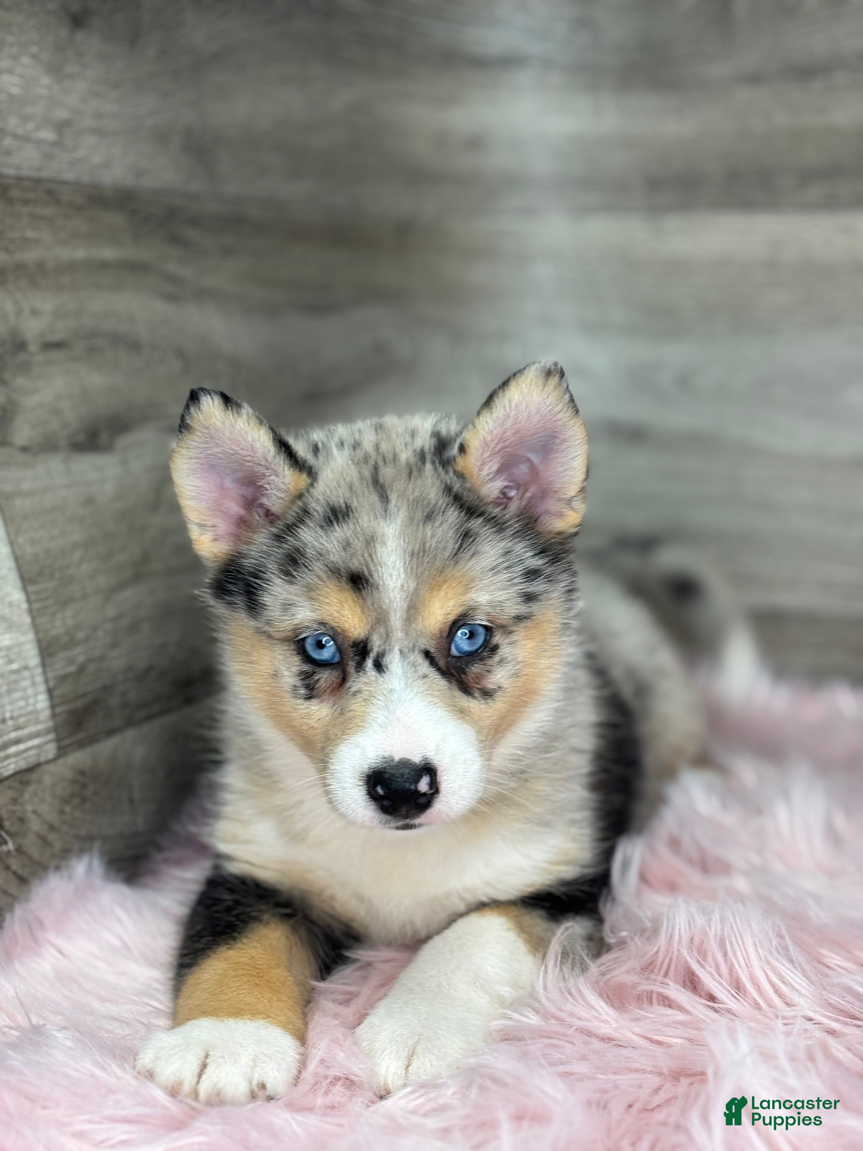 Pomsky dogs Emma - Ad 1