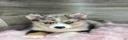 Pomsky dogs for sale: Emma - Ad 1