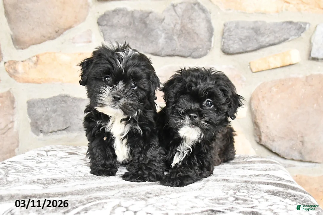 Teddy Bear dogs for sale: Teddy - Ad 5