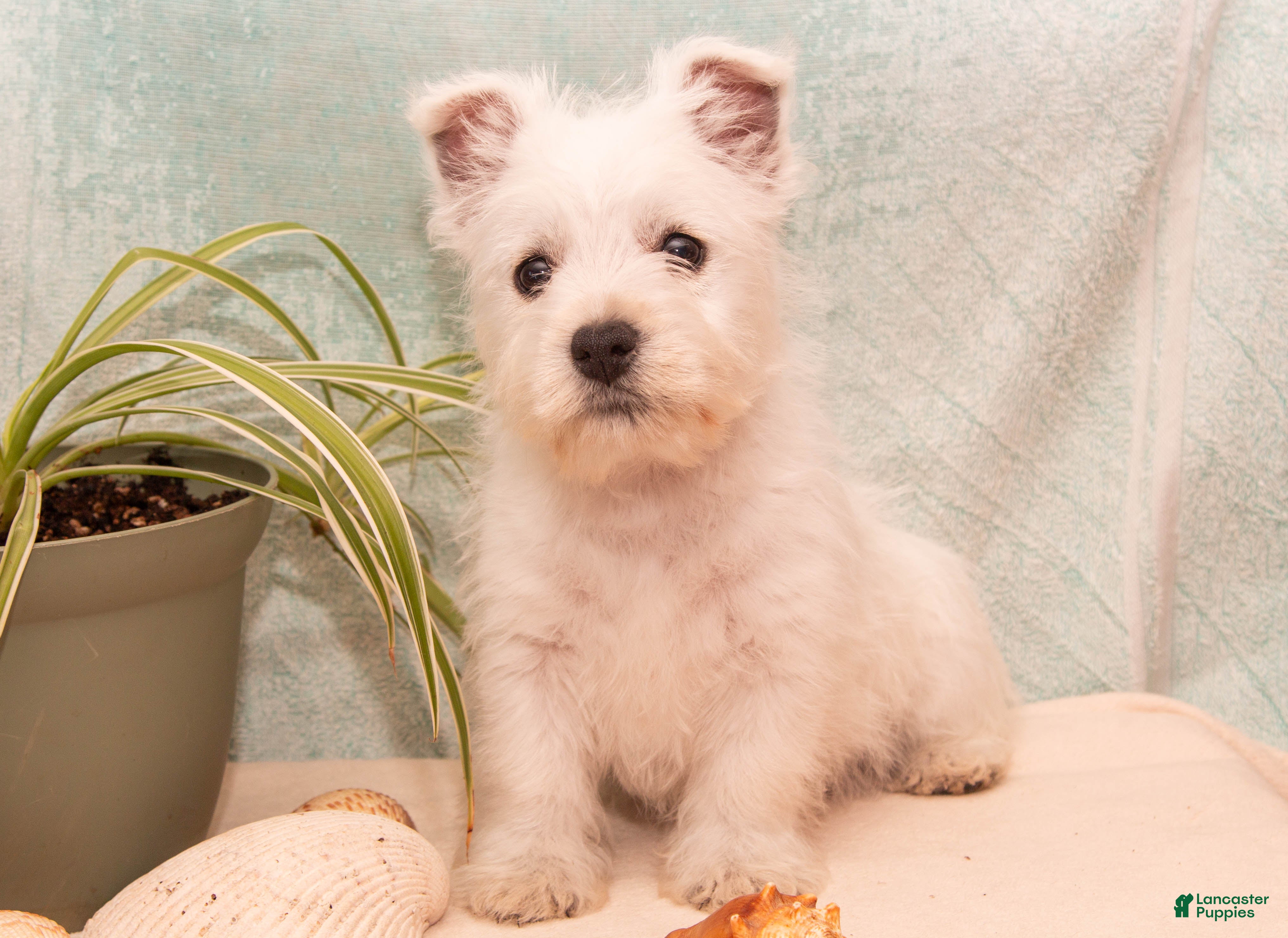 West Highland Terrier dogs Starfish - Ad 2