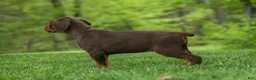 Doberman Pinscher dogs for sale:  Daisy (Red Rust) 🖤🐾 - Ad 14