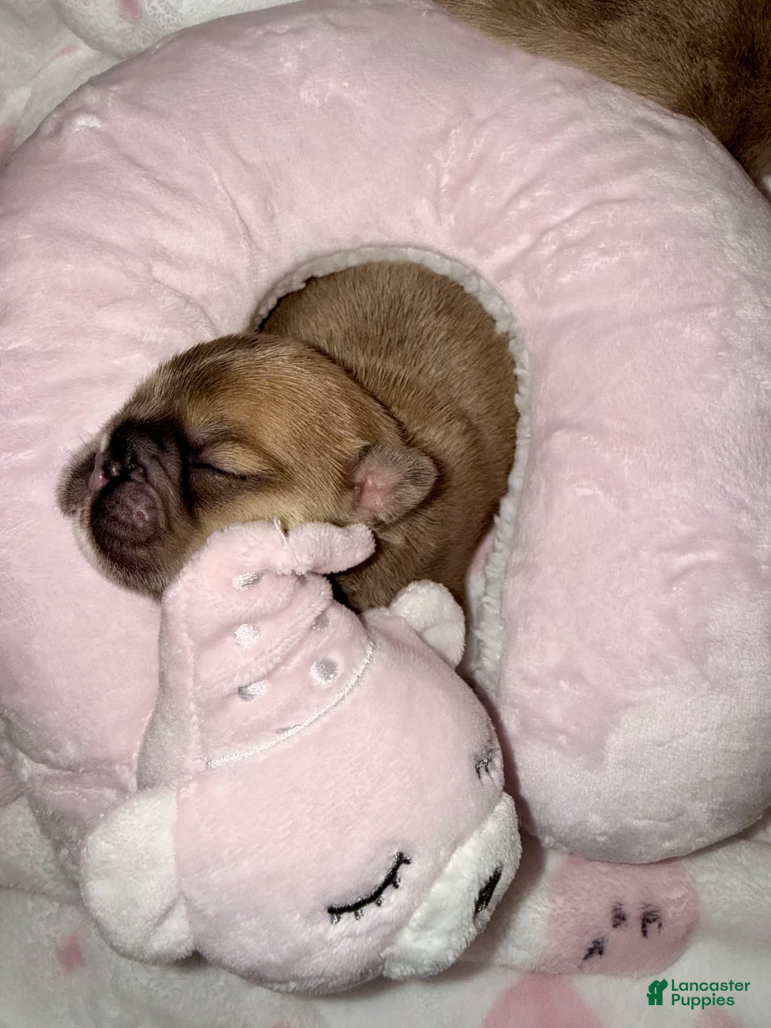 French Bulldog dogs for sale: French Bulldog Puppy 2 - Ad 12