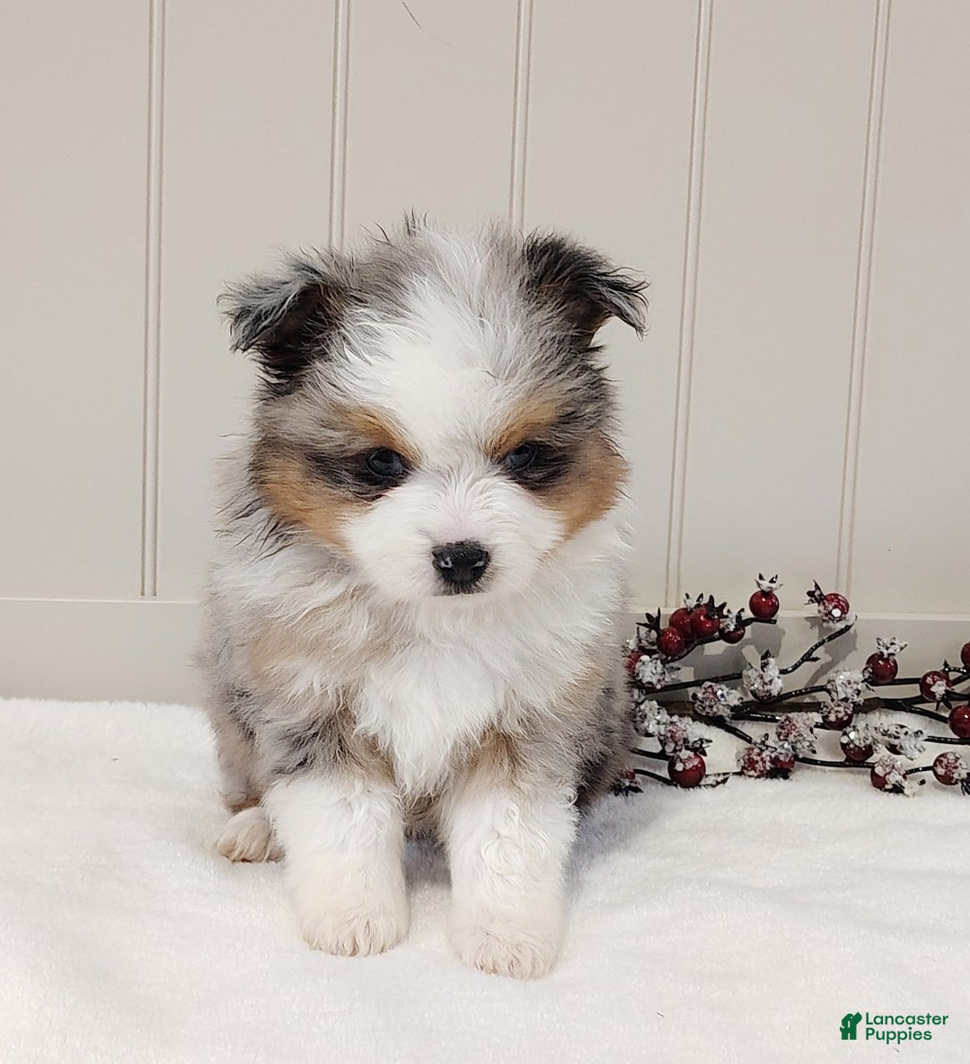 Miniature Australian Shepherd dogs for sale: Miniature Australian Shepherd Puppy 1 - Ad 2