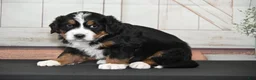 Bernese Mountain Dog dogs for sale: Helga AKC - Ad 5