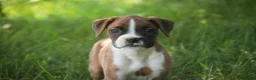Boxer dogs for sale: Annie - Ad 5