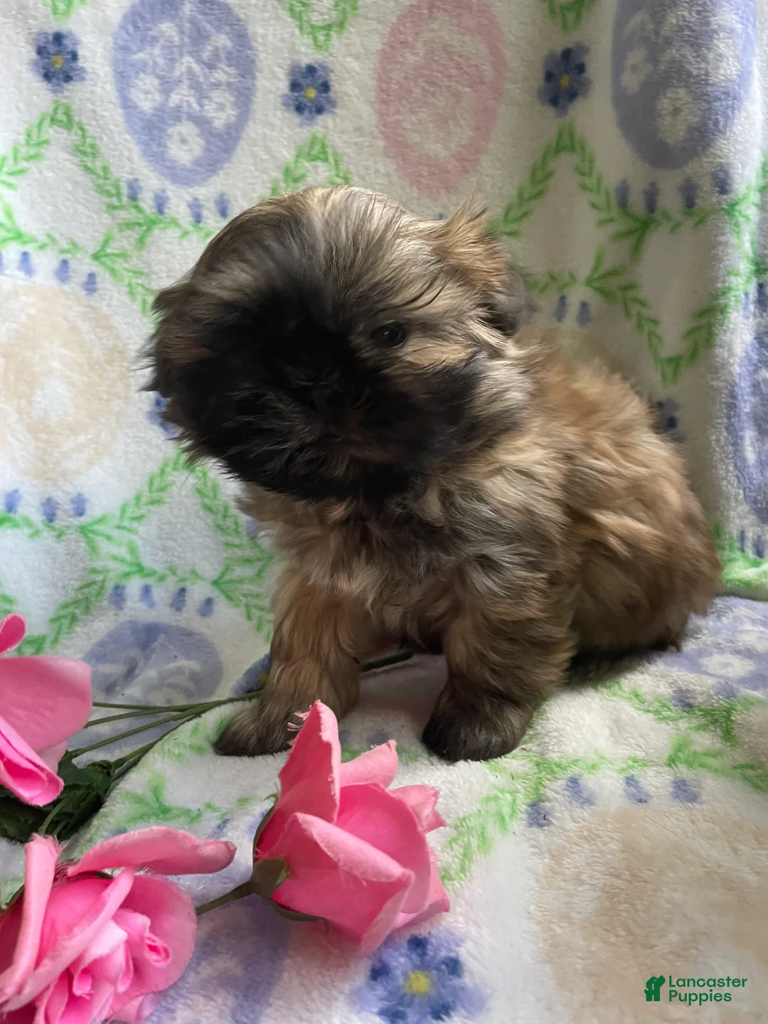 Shih Tzu dogs for sale: Ringo - Ad 2