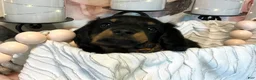 Miniature Dachshund dogs for sale: Jazzy - Tiny - Ad 8