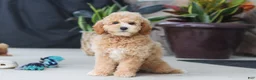 Miniature Poodle dogs for sale: Brunco - Ad 2