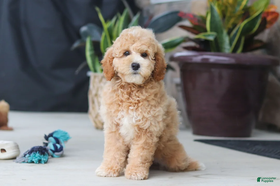 Miniature Poodle dogs for sale: Brunco - Ad 2