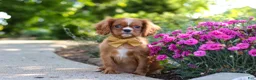 Cavalier King Charles Spaniel dogs for sale: Mr. Bentley - Ad 3