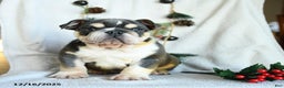 English Bulldog dogs for sale: Jolly - Ad 2