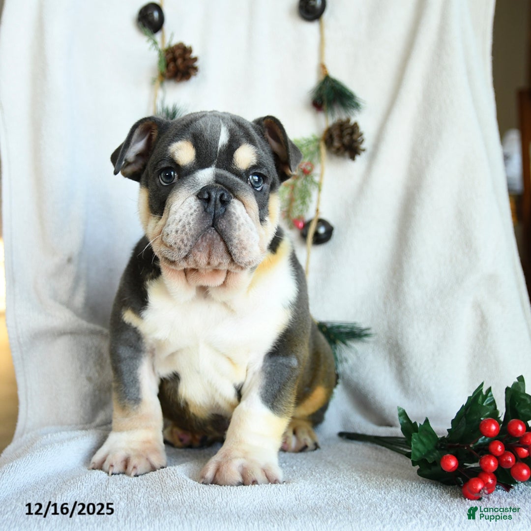 English Bulldog dogs for sale: Jolly - Ad 2