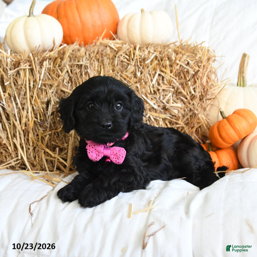 Cavapoo dogs for sale: Bella   - Ad 2
