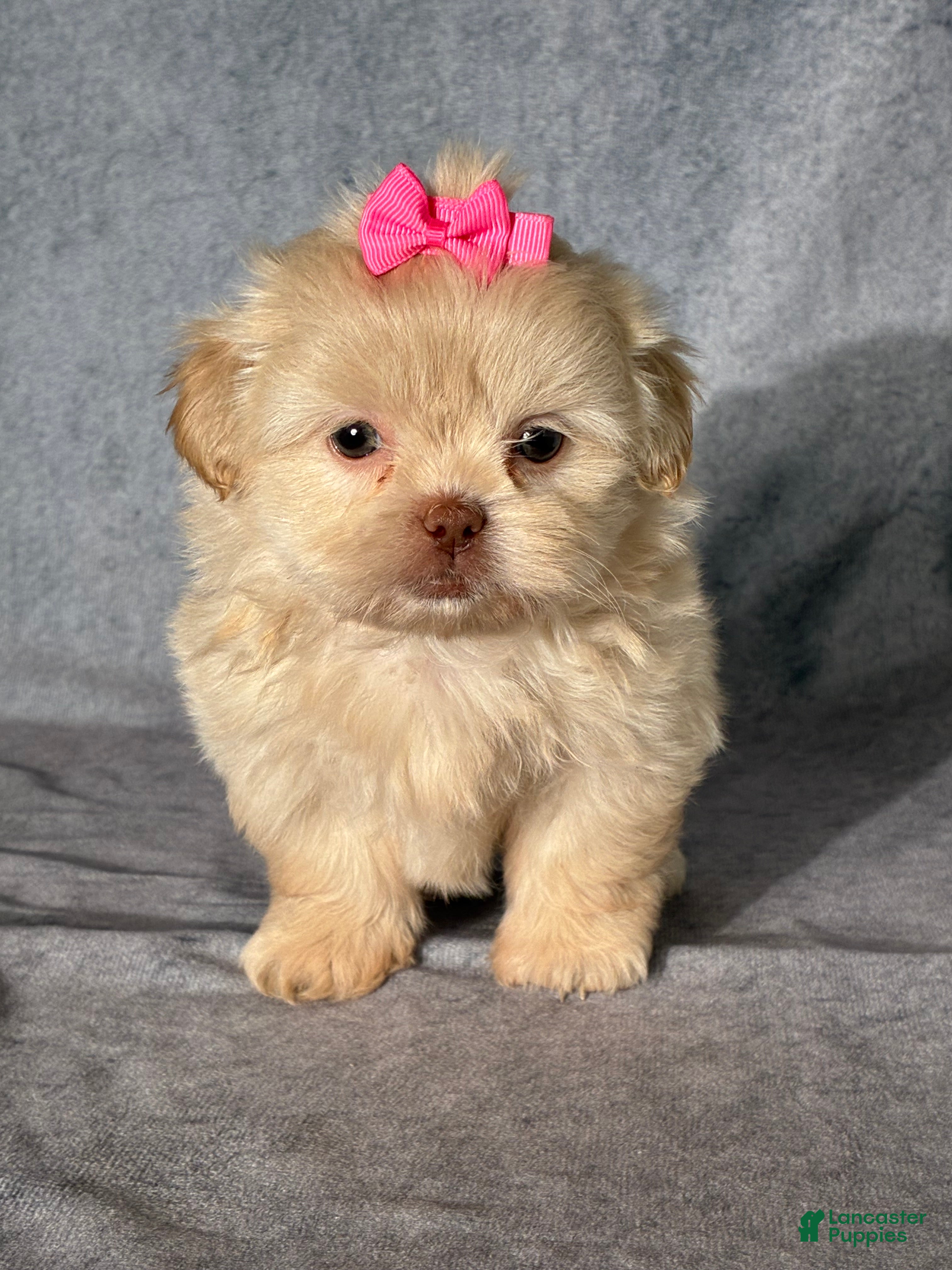 Shih Tzu dogs Natalie - Ad 1