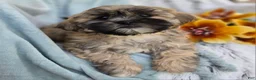 Shihpoo dogs for sale: Toffee - Ad 4