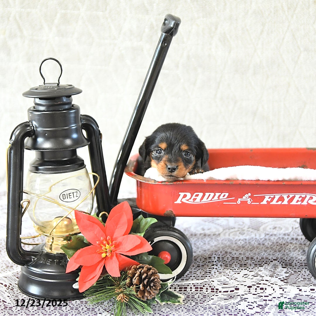 Miniature Dachshund dogs for sale: Miss Priss EXTRA SMALL - Ad 5