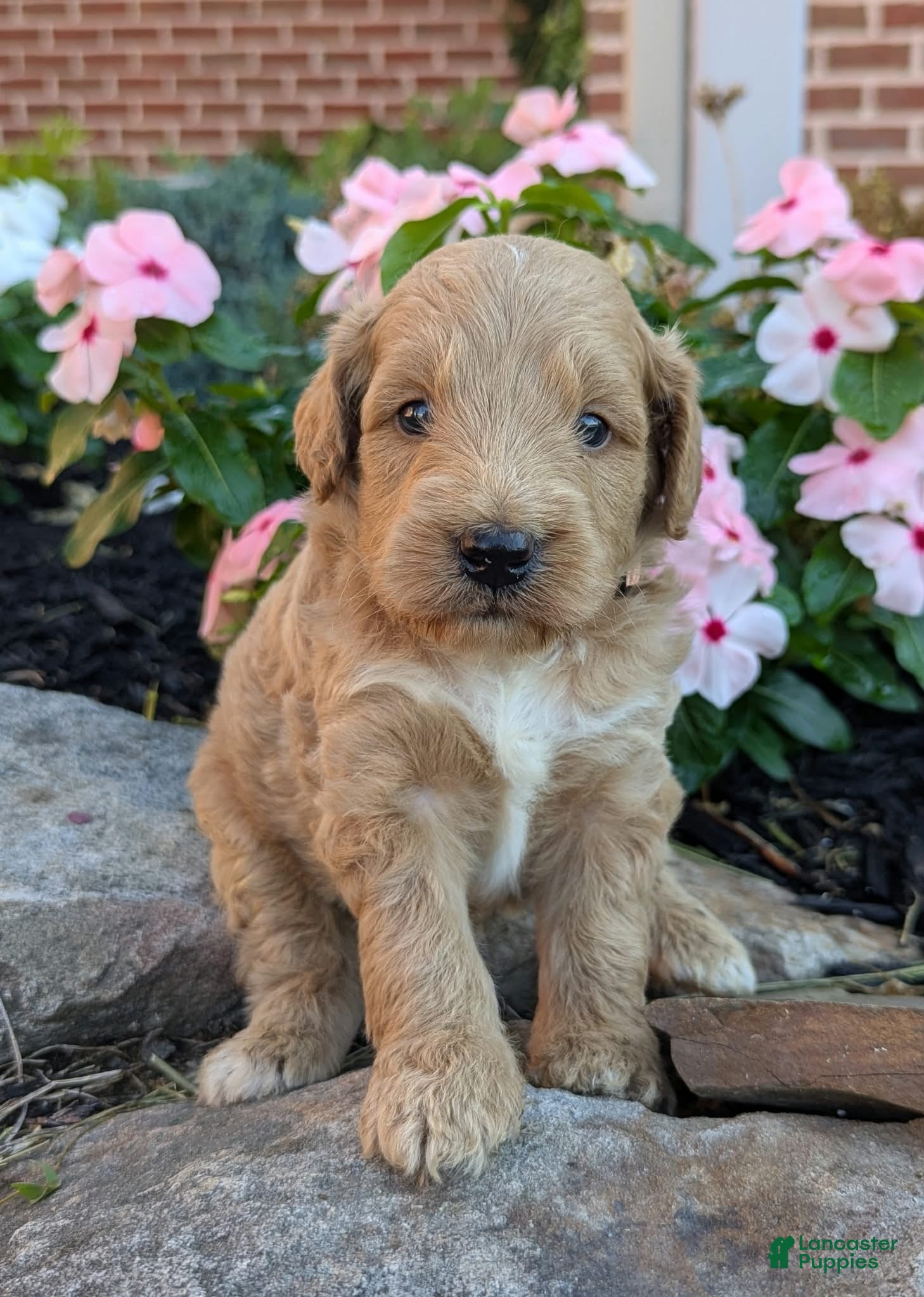 Mini Goldendoodle dogs Prince F1B - Ad 2