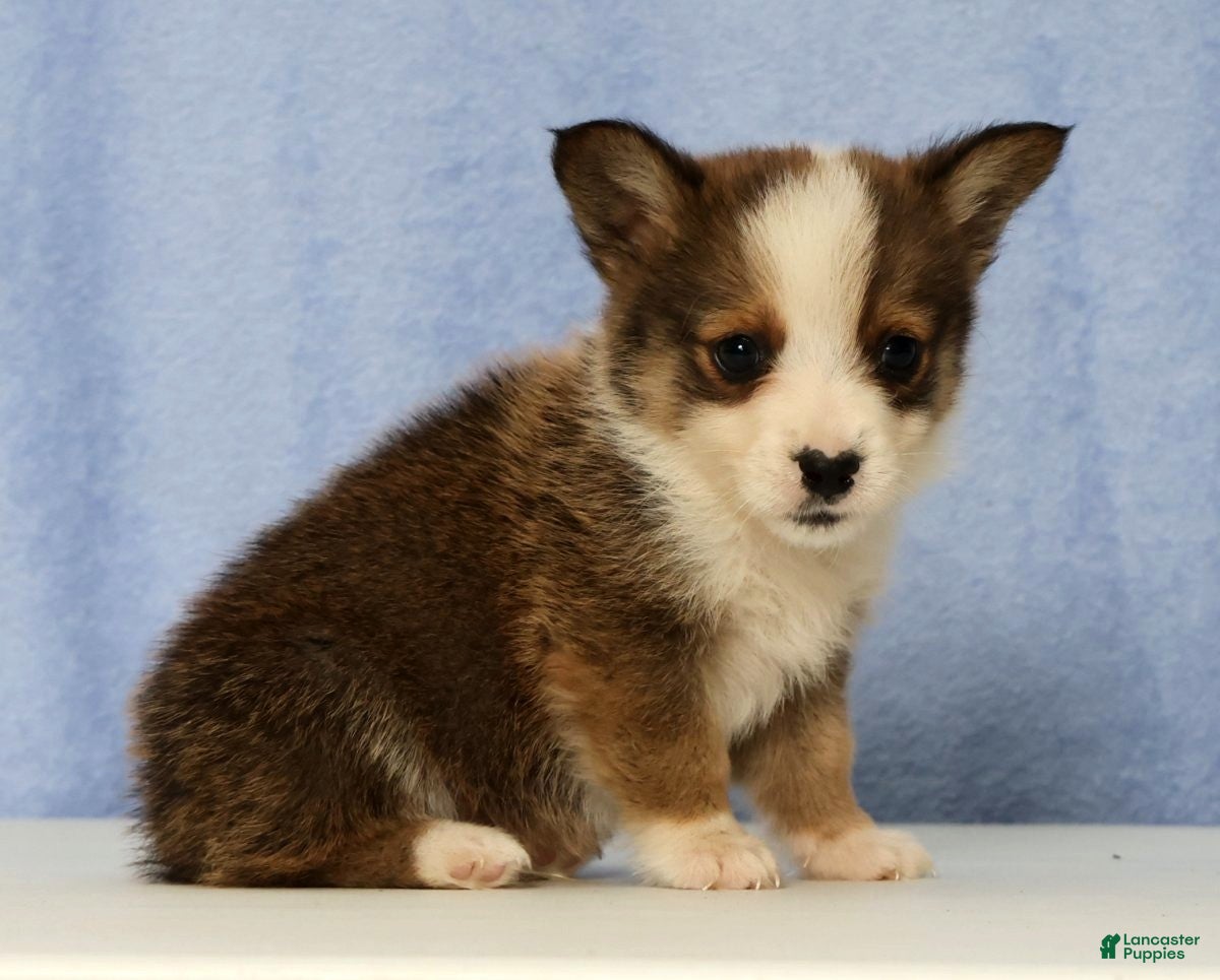 Mixed Breed dogs Dewey - Ad 2