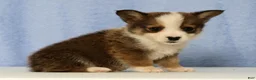 Mixed Breed dogs for sale: Dewey - Ad 2