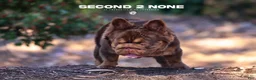 French Bulldog dogs for stud: Open for stud service - Ad 9