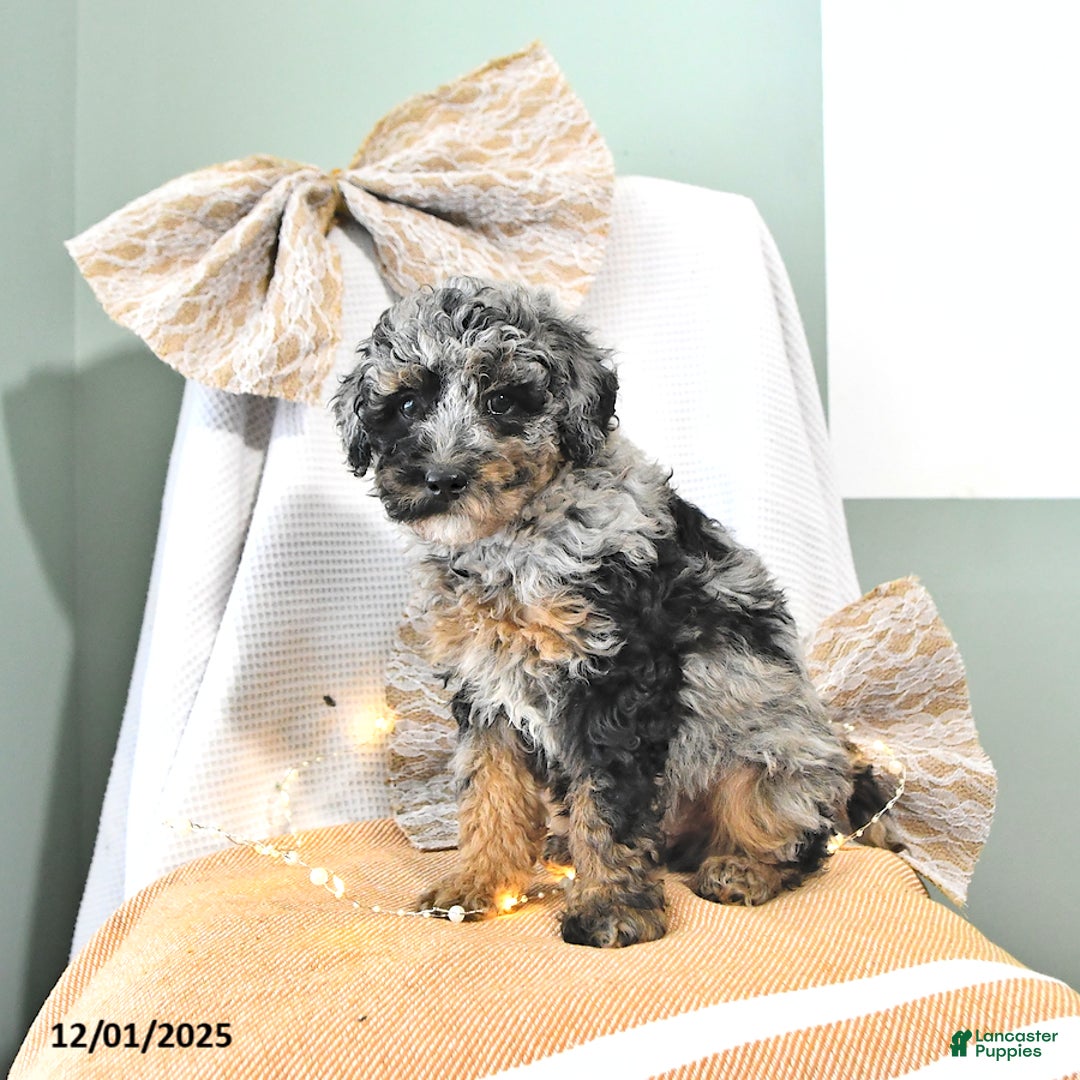 Miniature Poodle dogs for sale: Andy - Ad 4