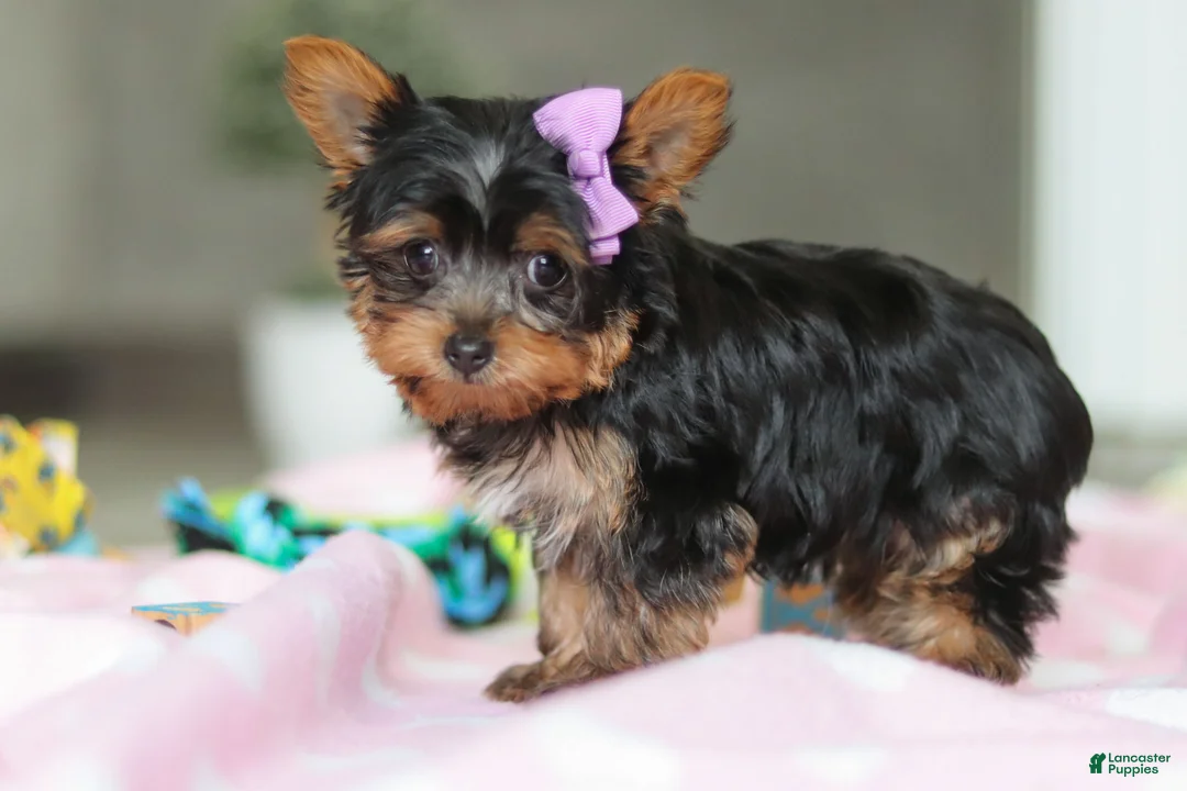 Yorkshire Terrier dogs for sale: Daisy - Ad 5