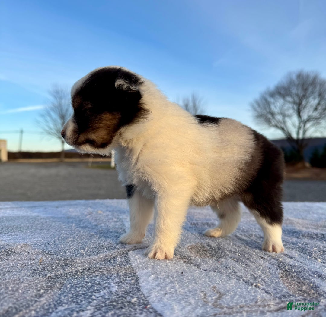 Miniature Australian Shepherd dogs for sale: Oakley - Ad 1