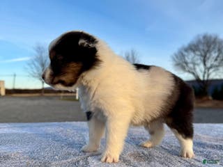 Miniature Australian Shepherd dogs Oakley - Ad 31