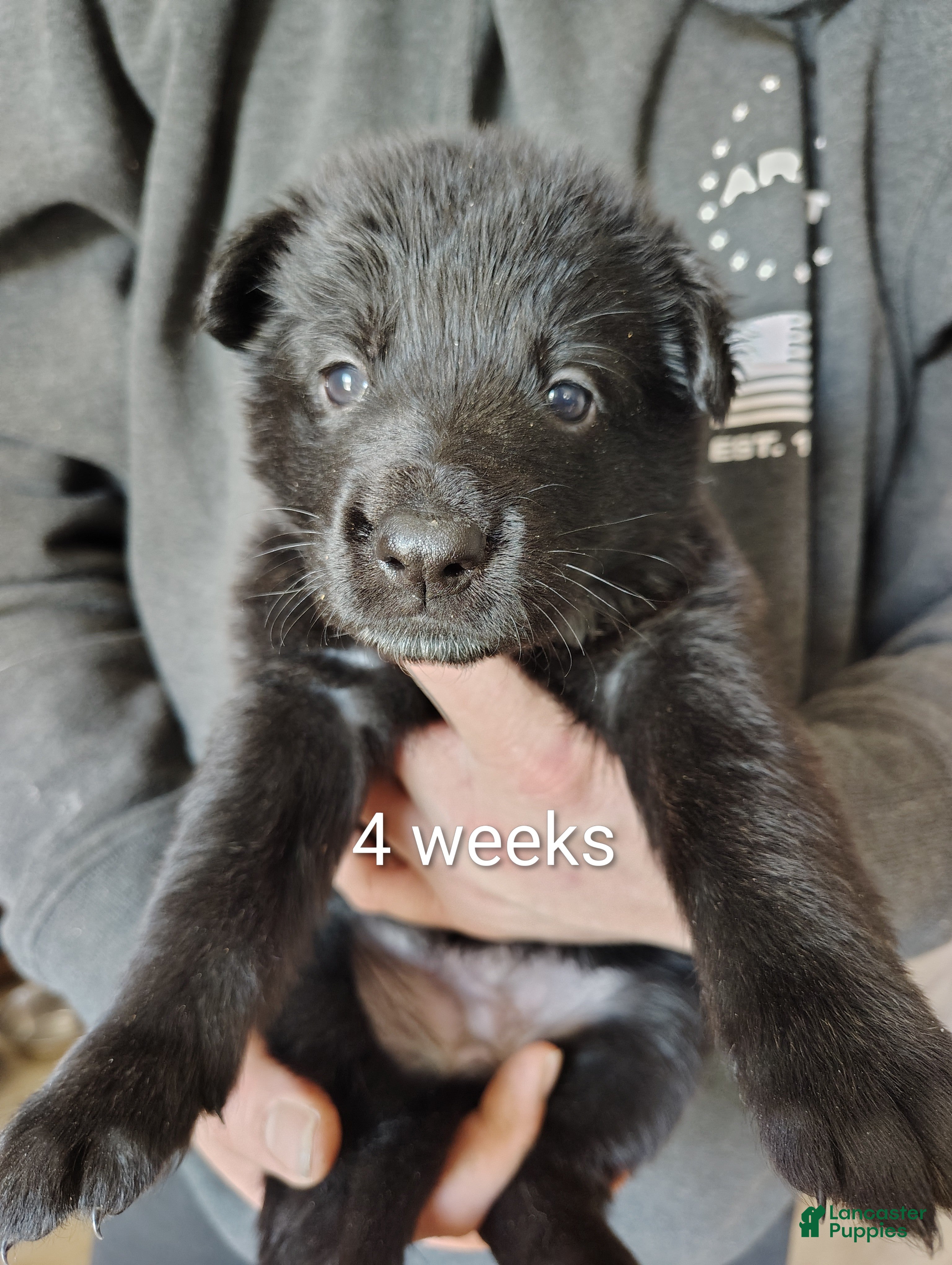 German Shepherd dogs Shadow - Ad 1