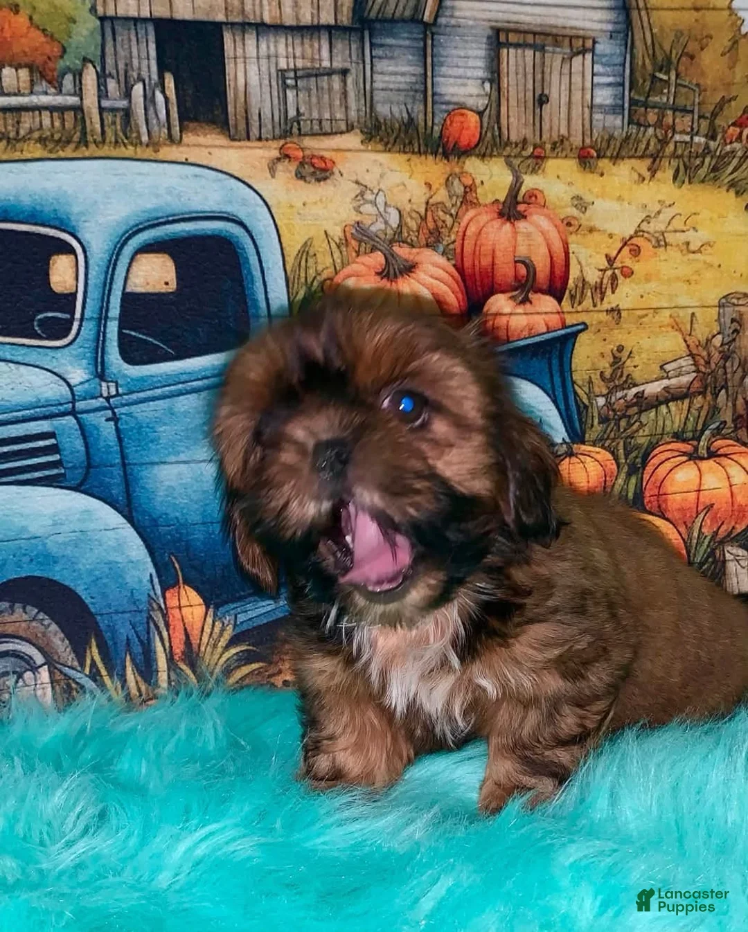 Shih Tzu dogs for sale: Kaylee - Ad 3