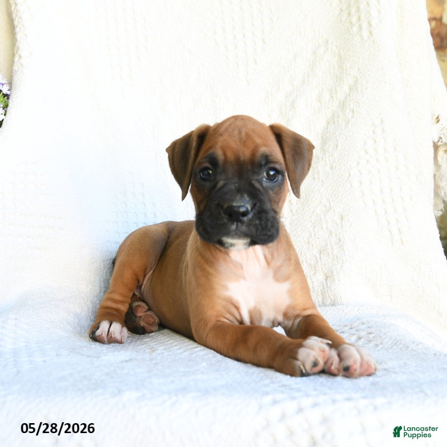 Boxer dogs Rhea - Ad 1