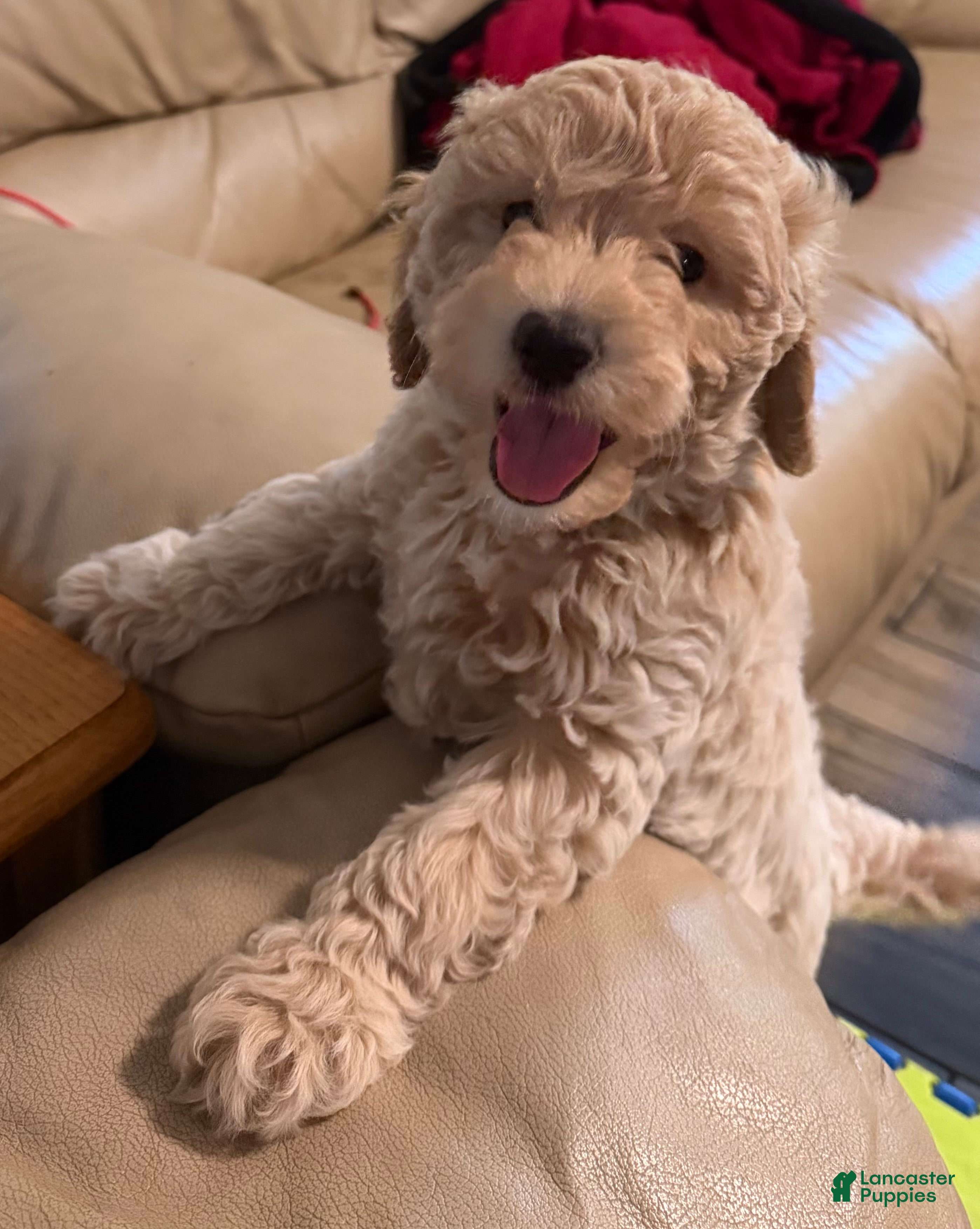 Mini Goldendoodle dogs Briggs (unofficial name) - Ad 15