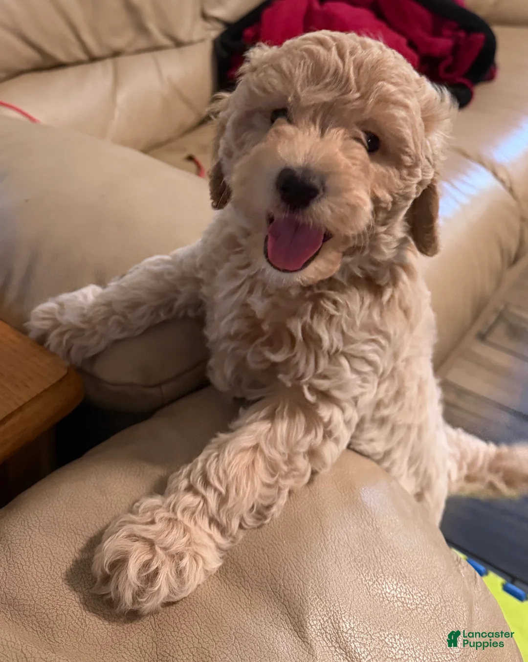 Mini Goldendoodle dogs for sale: Briggs (unofficial name) - Ad 1