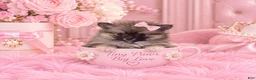 Pomeranian dogs for sale: Teacup Pomeranian 1 - Ad 1