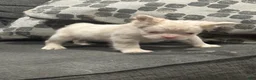 French Bulldog dogs for sale: Pink Princess - Ad 8