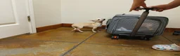 Chihuahua dogs for sale: Obie overbite chihuahua boy.  - Ad 2