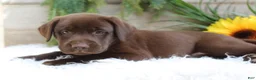 Labrador Retriever dogs for sale: Bella - Ad 3