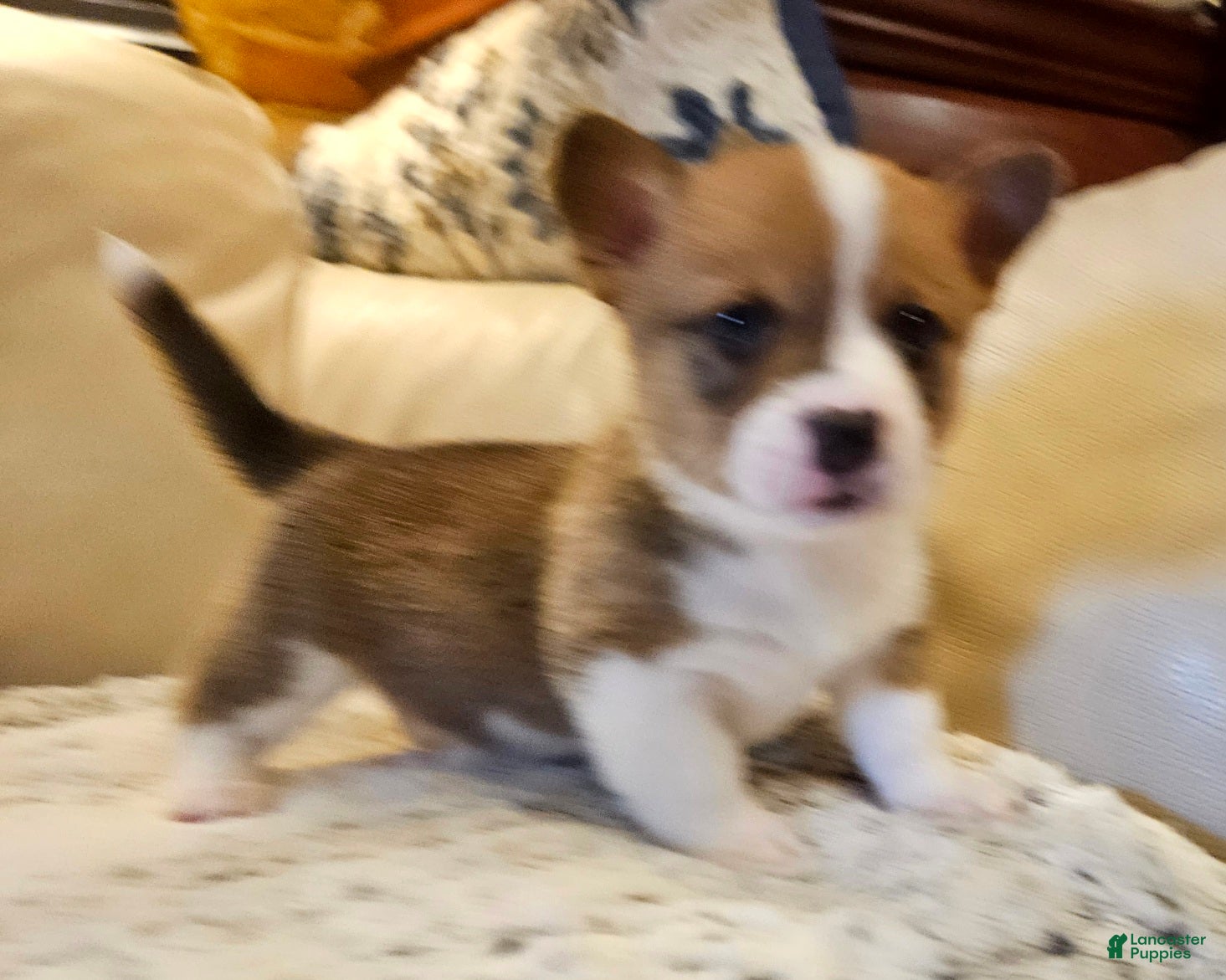 Mixed Breed dogs Xander - Ad 1