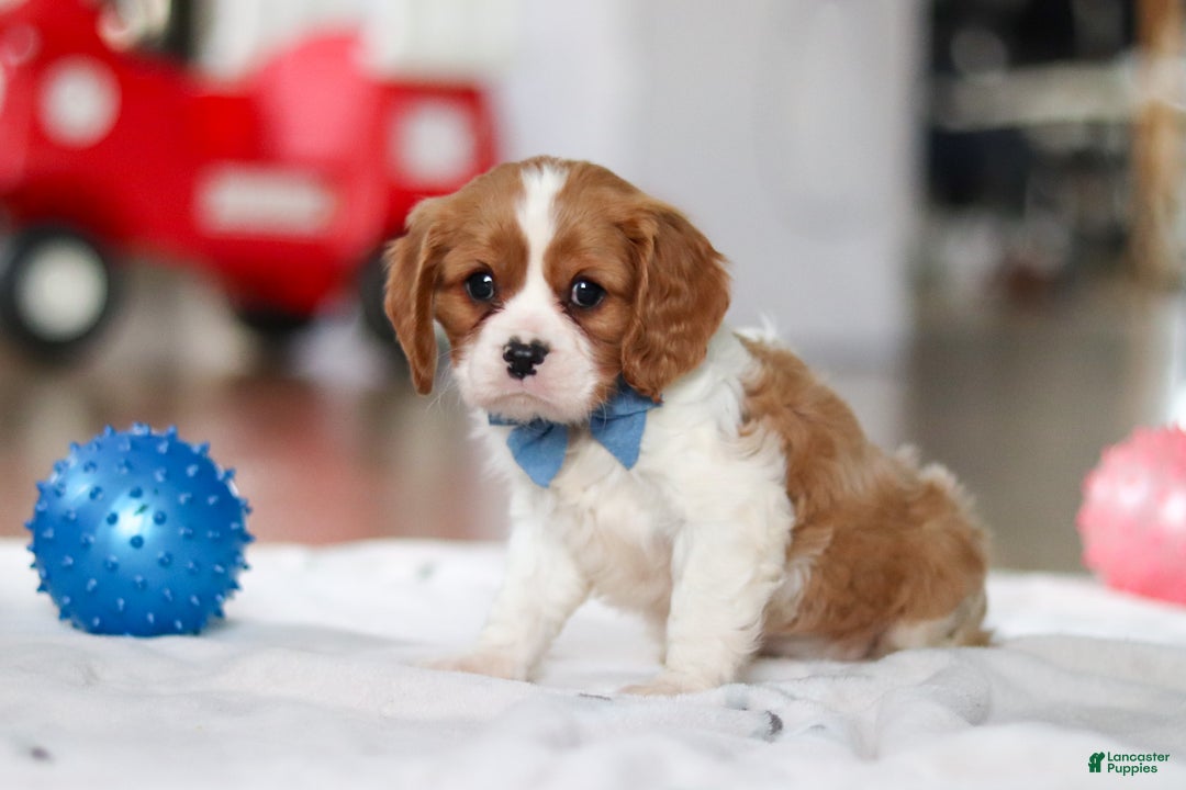Cavalier King Charles Spaniel dogs for sale: Oscar - Ad 3