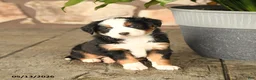 Mini Bernedoodle dogs for sale: Freddie - Ad 4