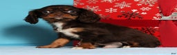 Cavalier King Charles Spaniel dogs for sale: Jingle - Ad 2