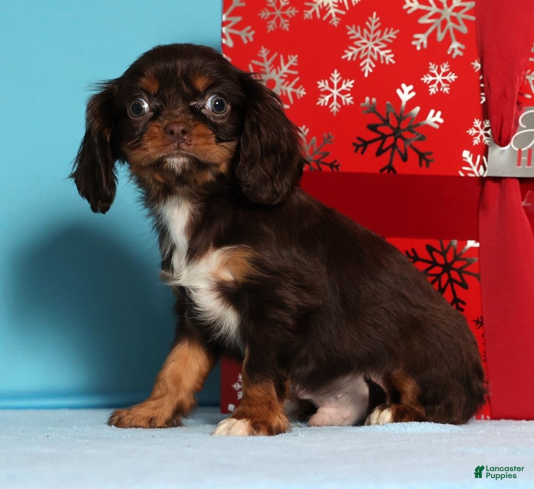 Cavalier King Charles Spaniel dogs for sale: Jingle - Ad 2