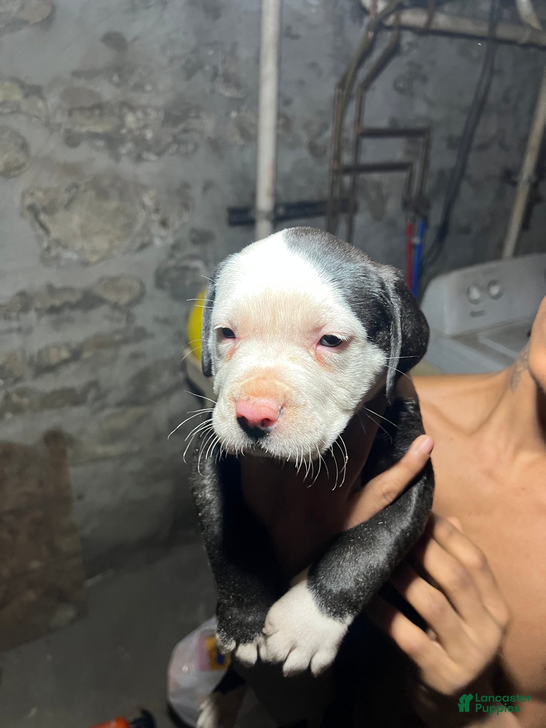 American Pit Bull Terrier dogs for sale: Chubbs - Ad 3