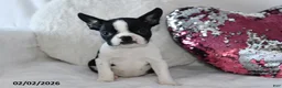 Boston Terrier dogs for sale: Debbie - Ad 2