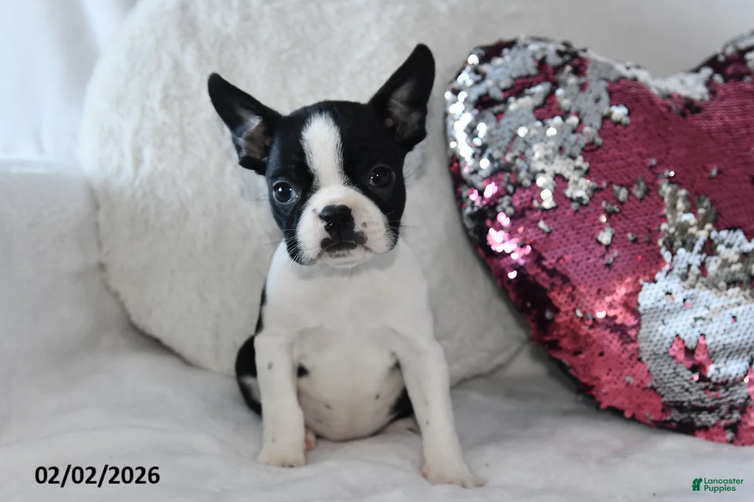 Boston Terrier dogs for sale: Debbie - Ad 2